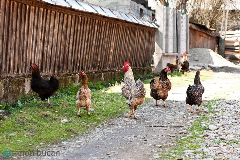 Cel mai bun chicken road slot în Romania